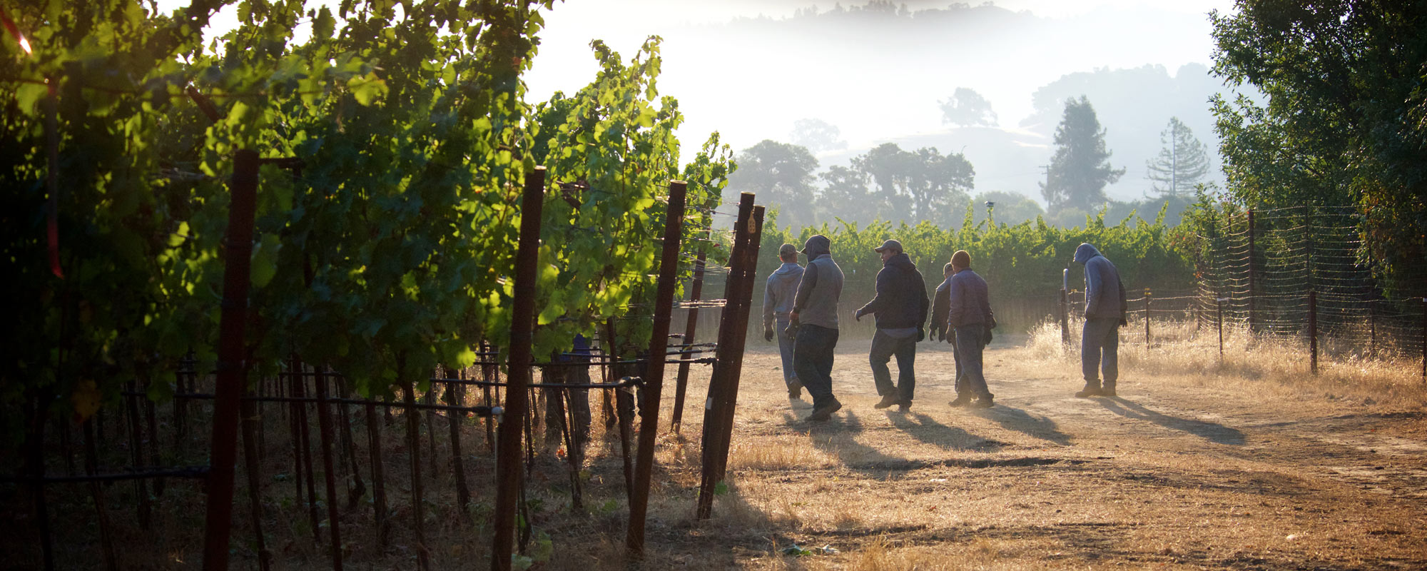 Pennyroyal Farm Vineyard